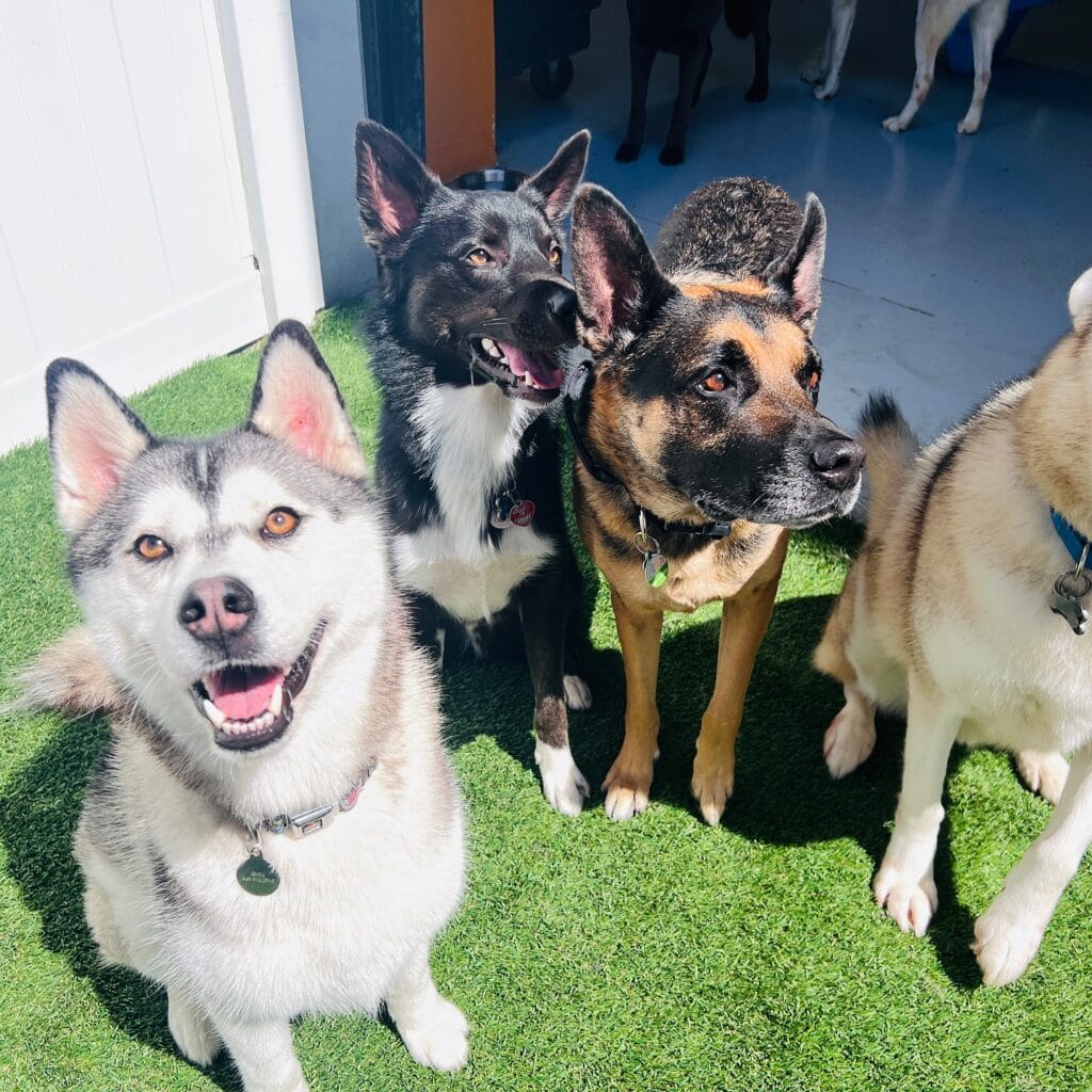 dog boarding irvine